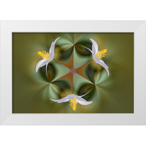 Bloodroot flower The Parklands-Louisville-Kentucky White Modern Wood Framed Art Print by Jones, Adam