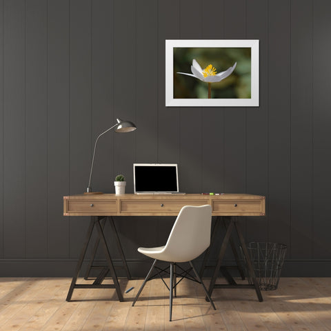 Bloodroot flower The Parklands-Louisville-Kentucky White Modern Wood Framed Art Print by Jones, Adam
