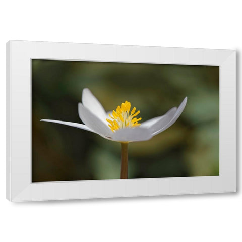 Bloodroot flower The Parklands-Louisville-Kentucky White Modern Wood Framed Art Print by Jones, Adam