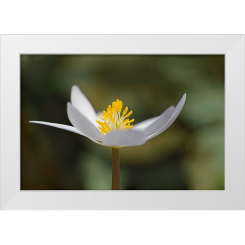 Bloodroot flower The Parklands-Louisville-Kentucky White Modern Wood Framed Art Print by Jones, Adam