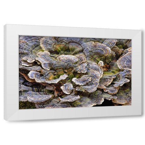 Turkey tail bracket fungi The Parklands-Louisville-Kentucky White Modern Wood Framed Art Print by Jones, Adam