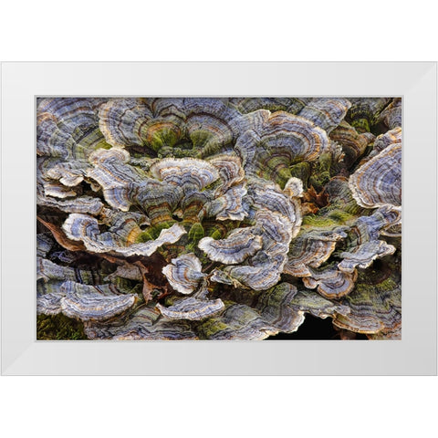 Turkey tail bracket fungi The Parklands-Louisville-Kentucky White Modern Wood Framed Art Print by Jones, Adam
