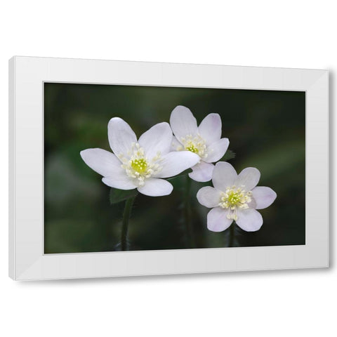 Trio of wood anemone flowers-The Parklands-Louisville-Kentucky White Modern Wood Framed Art Print by Jones, Adam