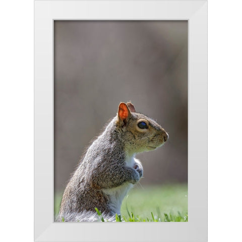 Eastern gray squirrel-Kentucky White Modern Wood Framed Art Print by Jones, Adam
