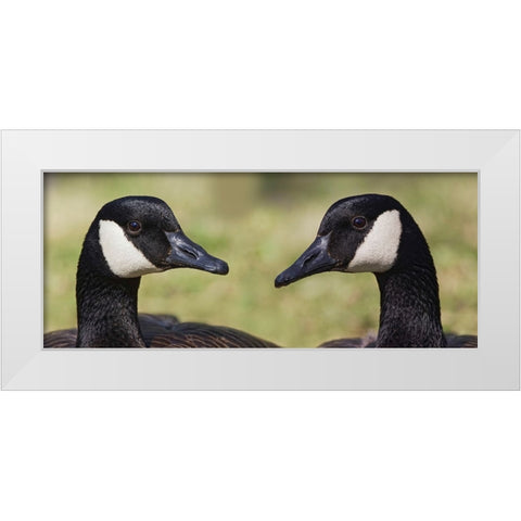 Canada geese-Kentucky White Modern Wood Framed Art Print by Jones, Adam