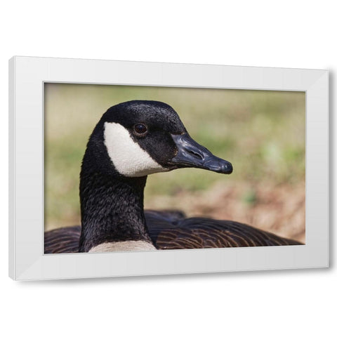 Canada goose-Kentucky White Modern Wood Framed Art Print by Jones, Adam