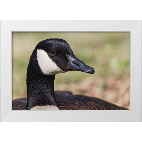 Canada goose-Kentucky White Modern Wood Framed Art Print by Jones, Adam