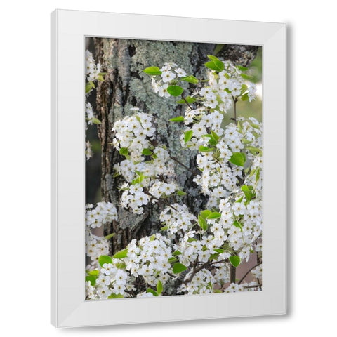 Crab apple blossoms in full bloom-Long Run Park-Kentucky White Modern Wood Framed Art Print by Jones, Adam