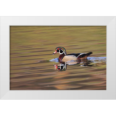 Wood duck drake-Kentucky White Modern Wood Framed Art Print by Jones, Adam