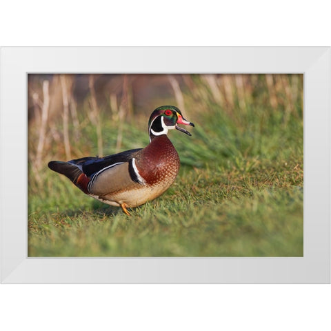Wood duck drake-Kentucky White Modern Wood Framed Art Print by Jones, Adam