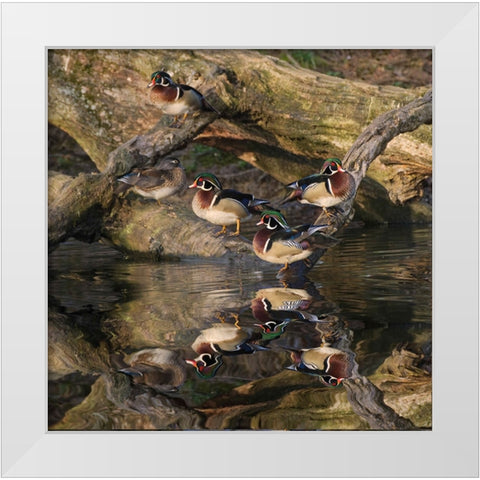 Male and female wood ducks-resting on fallen tree-Kentucky White Modern Wood Framed Art Print by Jones, Adam