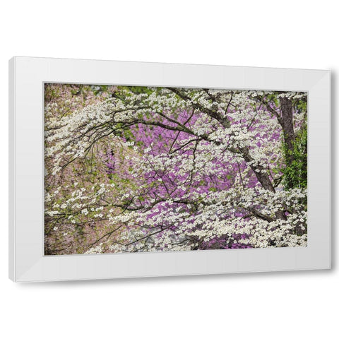Flowering dogwood tree and distant Eastern redbud-Kentucky White Modern Wood Framed Art Print by Jones, Adam
