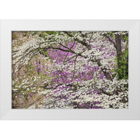 Flowering dogwood tree and distant Eastern redbud-Kentucky White Modern Wood Framed Art Print by Jones, Adam