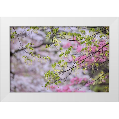 Red maple with whirlybird seeds-Kentucky White Modern Wood Framed Art Print by Jones, Adam
