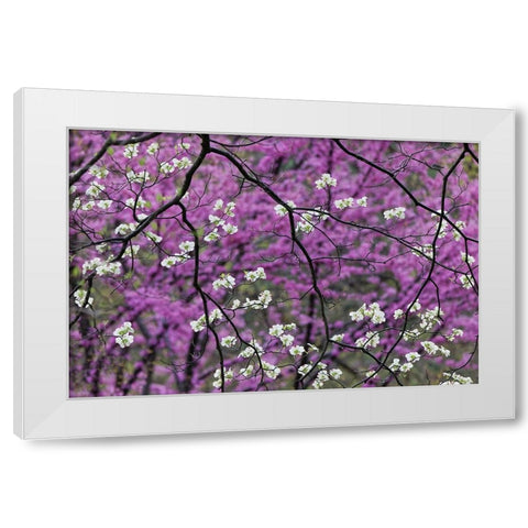 Flowering dogwood tree and distant Eastern redbud-Kentucky White Modern Wood Framed Art Print by Jones, Adam