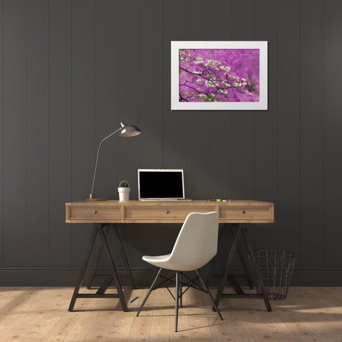 Soft focus view of flowering dogwood tree and distant Eastern redbud-Kentucky White Modern Wood Framed Art Print by Jones, Adam