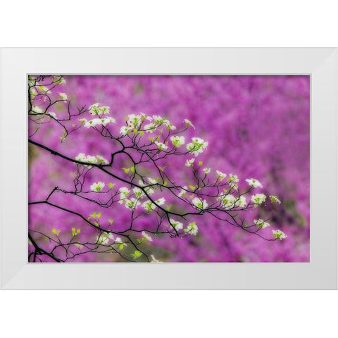 Soft focus view of flowering dogwood tree and distant Eastern redbud-Kentucky White Modern Wood Framed Art Print by Jones, Adam
