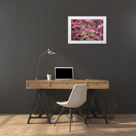 Soft focus view of large pink flowering dogwood tree in full bloom-Kentucky White Modern Wood Framed Art Print by Jones, Adam