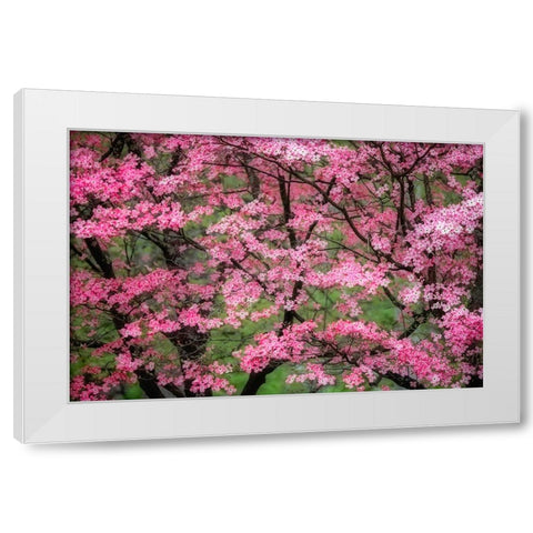 Soft focus view of large pink flowering dogwood tree in full bloom-Kentucky White Modern Wood Framed Art Print by Jones, Adam