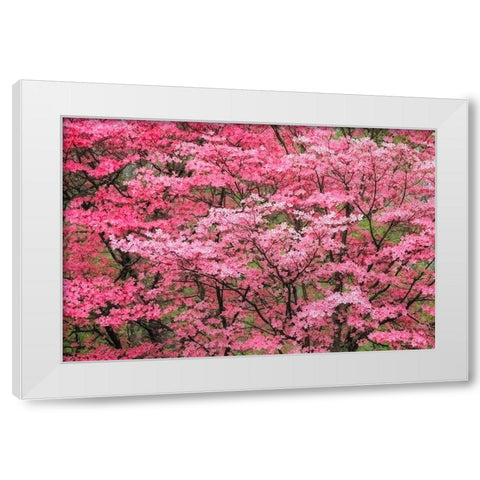 Soft focus view of large pink flowering dogwood tree in full bloom-Kentucky White Modern Wood Framed Art Print by Jones, Adam