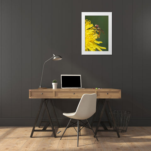 Hover fly on yellow dandelion flower-Kentucky White Modern Wood Framed Art Print by Jones, Adam