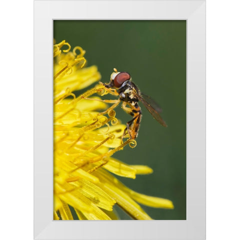 Hover fly on yellow dandelion flower-Kentucky White Modern Wood Framed Art Print by Jones, Adam