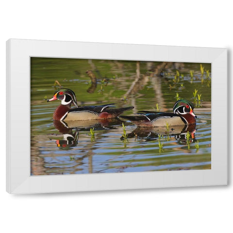 Male wood ducks-Kentucky White Modern Wood Framed Art Print by Jones, Adam