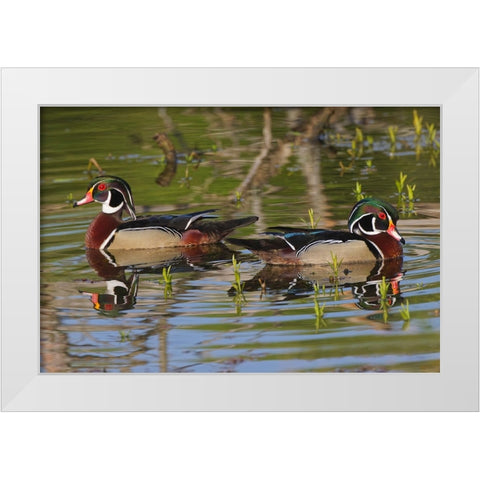 Male wood ducks-Kentucky White Modern Wood Framed Art Print by Jones, Adam