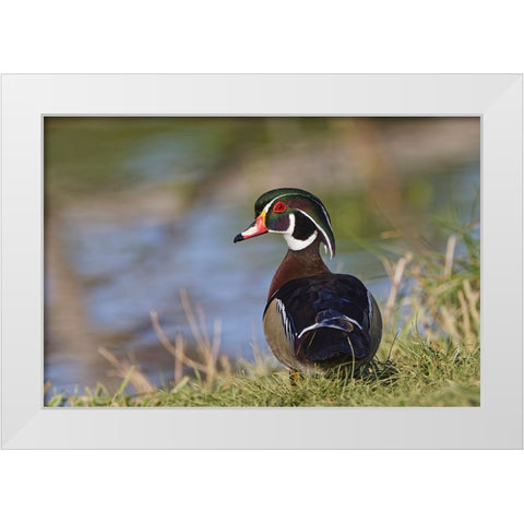 Male-wood Duck-Kentucky White Modern Wood Framed Art Print by Jones, Adam