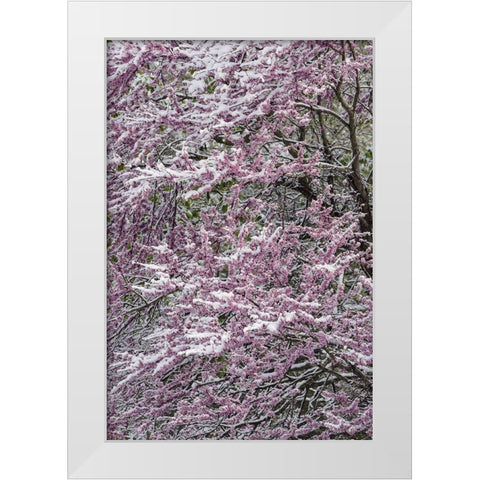 Light snow on Eastern redbud tree in early spring-Louisville-Kentucky White Modern Wood Framed Art Print by Jones, Adam