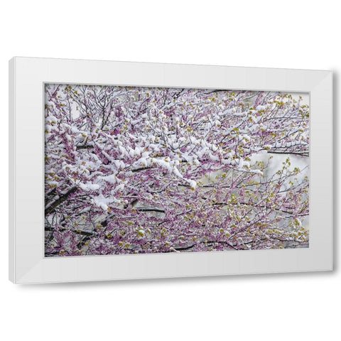 Light snow on Eastern redbud tree in early spring-Louisville-Kentucky White Modern Wood Framed Art Print by Jones, Adam