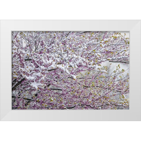 Light snow on Eastern redbud tree in early spring-Louisville-Kentucky White Modern Wood Framed Art Print by Jones, Adam