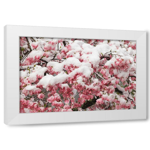 Light snow on pink dogwood tree in early spring-Louisville-Kentucky White Modern Wood Framed Art Print by Jones, Adam