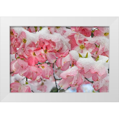 Light snow on pink dogwood tree in early spring-Louisville-Kentucky White Modern Wood Framed Art Print by Jones, Adam