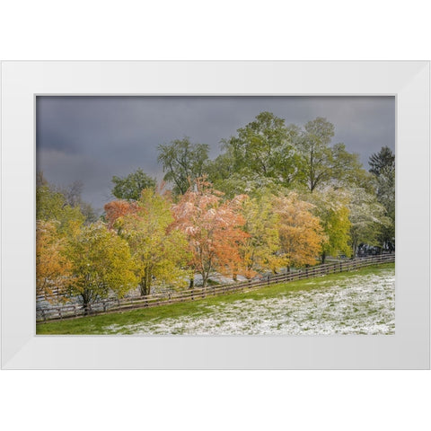 Light snow on trees in early spring-Louisville-Kentucky White Modern Wood Framed Art Print by Jones, Adam