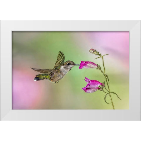 Female Ruby-throated hummingbird flying around flower-Louisville-Kentucky White Modern Wood Framed Art Print by Jones, Adam
