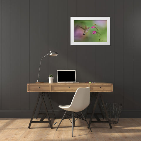 Female Ruby-throated hummingbird flying around flower-Louisville-Kentucky White Modern Wood Framed Art Print by Jones, Adam