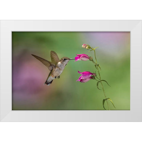 Female Ruby-throated hummingbird flying around flower-Louisville-Kentucky White Modern Wood Framed Art Print by Jones, Adam