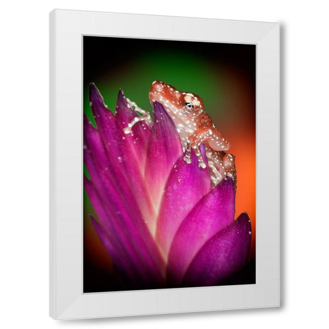Kentucky Cinnamon tree frog on flower White Modern Wood Framed Art Print by Jaynes Gallery