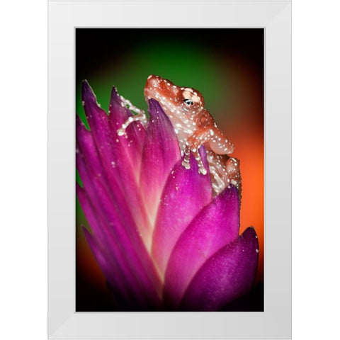 Kentucky Cinnamon tree frog on flower White Modern Wood Framed Art Print by Jaynes Gallery