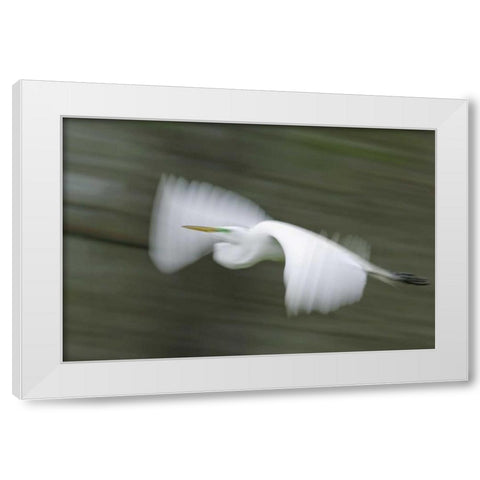 Louisiana Abstract of great egret in flight White Modern Wood Framed Art Print by Morris, Arthur
