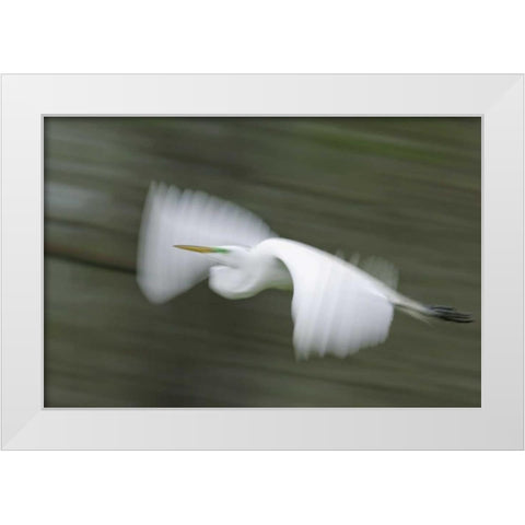 Louisiana Abstract of great egret in flight White Modern Wood Framed Art Print by Morris, Arthur