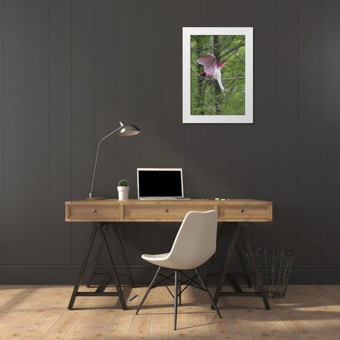 Louisiana, Roseate spoonbill stretches in a tree White Modern Wood Framed Art Print by Morris, Arthur