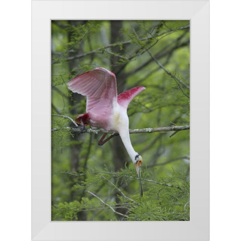 Louisiana, Roseate spoonbill stretches in a tree White Modern Wood Framed Art Print by Morris, Arthur