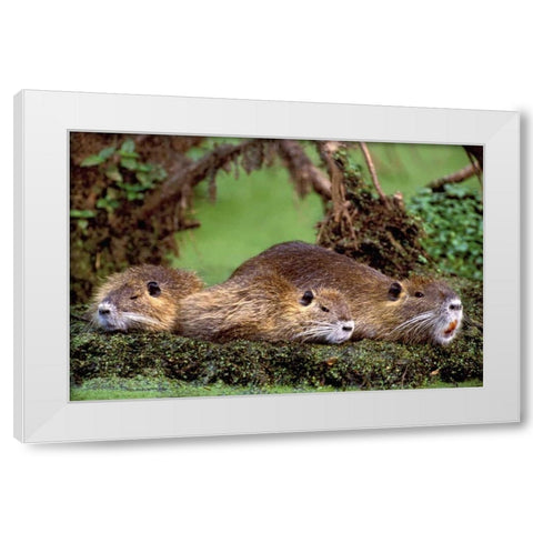 Louisiana,  Family of wild nutria resting on log White Modern Wood Framed Art Print by Welling, Dave