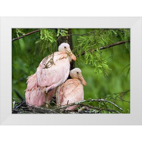 Louisiana Spoonbill chicks on their nest White Modern Wood Framed Art Print by Williams, Joanne