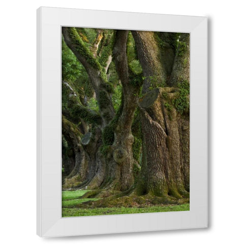 Louisiana, Vacherie A line of old oak trees White Modern Wood Framed Art Print by Kaveney, Wendy