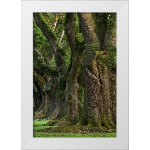 Louisiana, Vacherie A line of old oak trees White Modern Wood Framed Art Print by Kaveney, Wendy