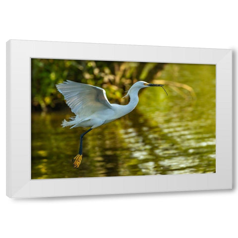 Louisiana-Jefferson Island Flying snowy egret brings stick to build nest White Modern Wood Framed Art Print by Jaynes Gallery
