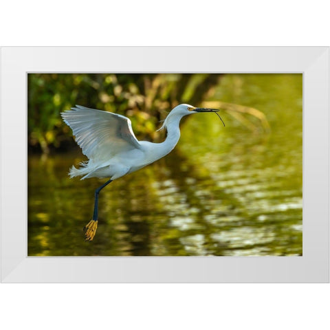 Louisiana-Jefferson Island Flying snowy egret brings stick to build nest White Modern Wood Framed Art Print by Jaynes Gallery